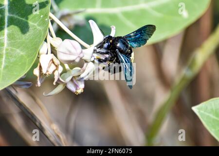 Vista ravvicinata di Bumble Bee, falegname o Xylocopa valgaon su Calotropis procera o mela di fiori di sodoma. Appollaiato su Flower Stock Photos & Bumbl Foto Stock