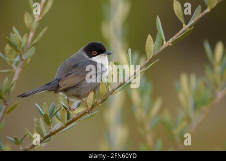 Guerriero sardo (Curruca melanocephala) fotografato da una pelle a Batea (provincia di Tarragona, Catalogna, Spagna) Foto Stock