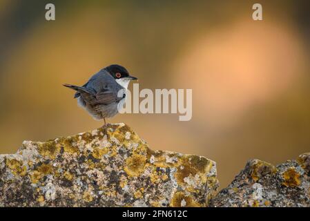 Guerriero sardo (Curruca melanocephala) fotografato da una pelle a Batea (provincia di Tarragona, Catalogna, Spagna) Foto Stock