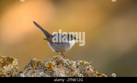 Guerriero sardo (Curruca melanocephala) fotografato da una pelle a Batea (provincia di Tarragona, Catalogna, Spagna) Foto Stock