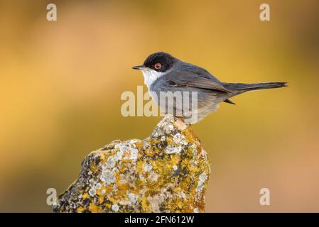 Guerriero sardo (Curruca melanocephala) fotografato da una pelle a Batea (provincia di Tarragona, Catalogna, Spagna) Foto Stock