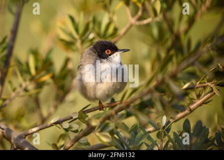 Guerriero sardo (Curruca melanocephala) fotografato da una pelle a Batea (provincia di Tarragona, Catalogna, Spagna) Foto Stock