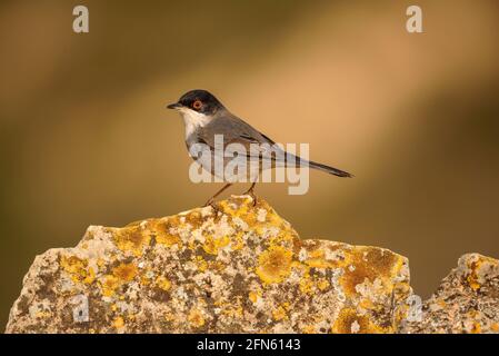 Guerriero sardo (Curruca melanocephala) fotografato da una pelle a Batea (provincia di Tarragona, Catalogna, Spagna) Foto Stock