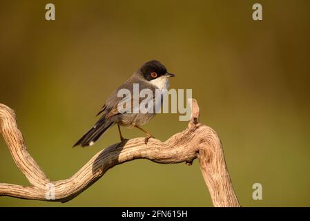 Guerriero sardo (Curruca melanocephala) fotografato da una pelle a Batea (provincia di Tarragona, Catalogna, Spagna) Foto Stock