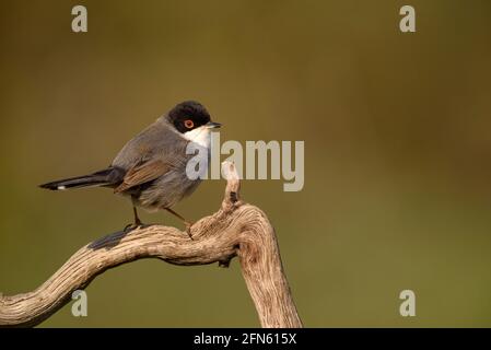 Guerriero sardo (Curruca melanocephala) fotografato da una pelle a Batea (provincia di Tarragona, Catalogna, Spagna) Foto Stock