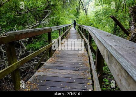 Donna su una passerella in legno attraverso un sentiero forestale nel Parco statale di Hearst San Simeon, costa centrale California.San Luis Obispo County Foto Stock