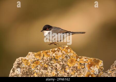 Guerriero sardo (Curruca melanocephala) fotografato da una pelle a Batea (provincia di Tarragona, Catalogna, Spagna) Foto Stock