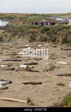 Elefante foche Mirounga angustirostris sulla spiaggia lungo la costa della California centrale a San Simeon riposano mentre completano il loro annuale molt. Foto Stock