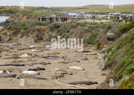 Elefante foche Mirounga angustirostris sulla spiaggia lungo la costa della California centrale a San Simeon riposano mentre completano il loro annuale molt. Foto Stock