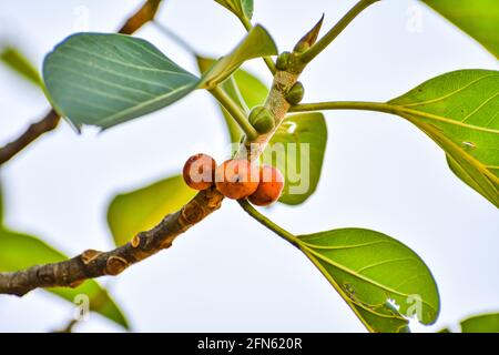 L'albero nazionale indiano Ficus benghalensis o frutto di Banyan scatta una vista ravvicinata da un villaggio rurale che sembra fantastico con foglie di vegetazione e piccolo tronco di alberi. Foto Stock