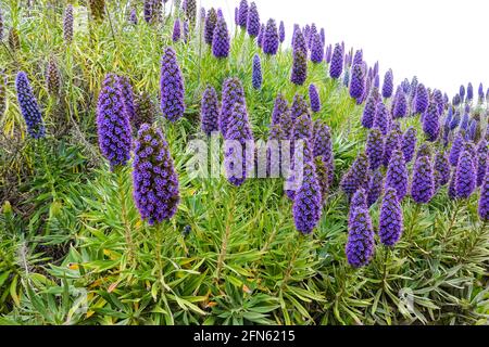 Orgoglio di madeira, ( Echium candicans ) fiorisce sulla costa californiana del Pacifico a Cambria. Foto Stock