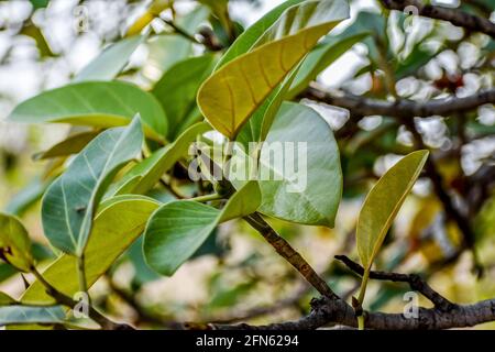 L'albero nazionale indiano Ficus benghalensis o frutto di Banyan scatta una vista ravvicinata da un villaggio rurale che sembra fantastico con foglie di vegetazione e piccolo tronco di alberi. Foto Stock