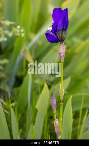 Iris blu selvaggio (Iris versicolor) Foto Stock