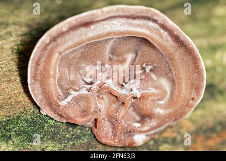 Fungo dell'albero Auricularia auricula-judae, orecchio dell'ebreo sulla corteccia dell'albero fra il muschio, assomiglia ad un orecchio sporco, macro super Foto Stock