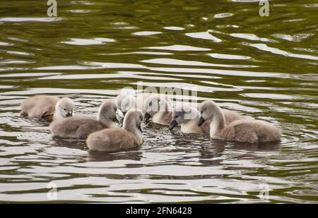 Un gruppo di cigneti di cigno muti di una settimana in un lago. Foto Stock