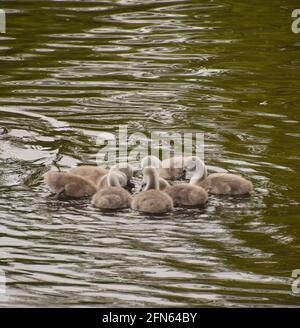 Un gruppo di cigneti di cigno muti di una settimana in un lago. Foto Stock