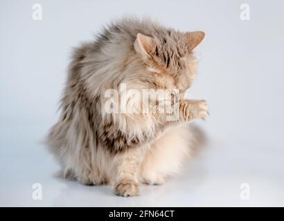Cute gatto domestico leccando zampa su sfondo bianco Foto Stock