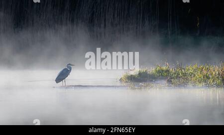 Heron su un lago nebby Foto Stock