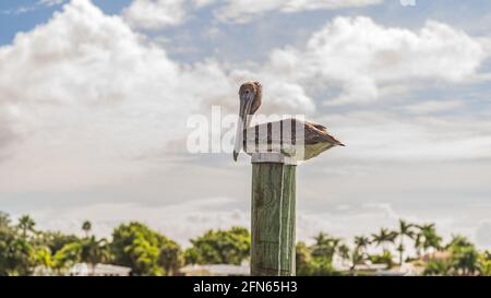 Arrostimento pelicano marrone sulla cima di un palo di banchina di legno contro cielo nuvoloso primo piano Foto Stock