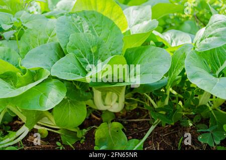 Bok Choy Vista laterale Foto Stock