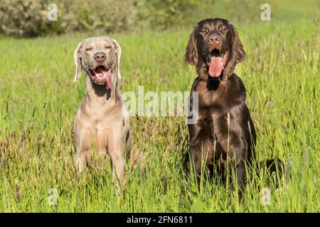 Mattina di primavera sulla caccia con i cani. Brown Flat coated Retriever Puppy e Weimarane su un prato primaverile. Stagione di caccia. Foto Stock