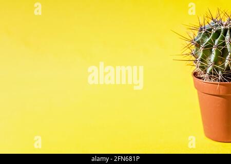 Parte di una pianta di cactus in un vaso di fiori su sfondo giallo. Foto Stock