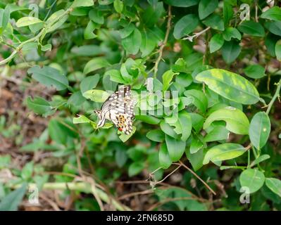 Bella farfalla in Lime Tree Foto Stock