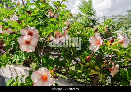 Allamanda albero con fiori Foto Stock