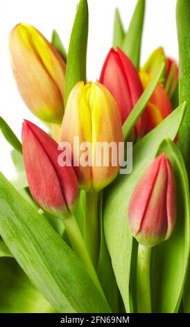 Primo piano immagine di un mazzo di tulipani con foglie, fuoco selettivo. Foto Stock