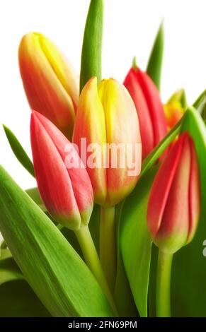 Primo piano immagine di un mazzo di tulipani con foglie su bianco, fuoco selettivo. Foto Stock