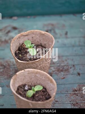 Piante di girasole (Helianthus Annuus) germinando coltivando in vasi biodegradabili di torba di fibra senza plastica. Concetto di biodegradabilità, senza plastica Foto Stock