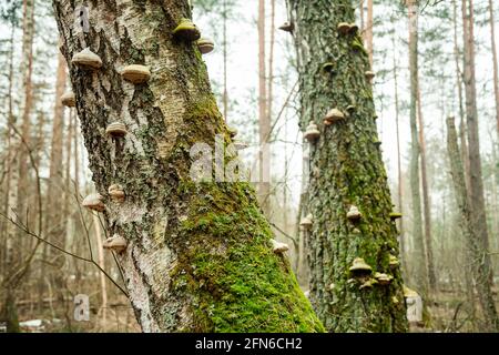 Tinder fungo sull'albero. Fungo toder. Chaga fungo sull'albero. Grandi funghi legnosi crebbero su un tronco di albero coperto di muschio. Foto Stock