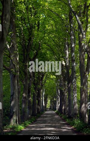 Lunga e dritta strada fiancheggiata da vecchi alberi di faggio con foglie verdi fresche in primavera, in lontananza un ciclista Foto Stock