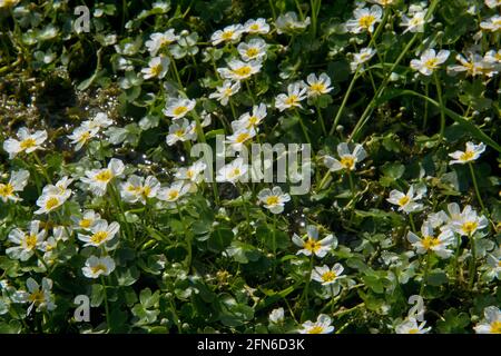 Un sacco di fiori bianchi petali con centri gialli di comune acqua-crowfoot in acqua Foto Stock