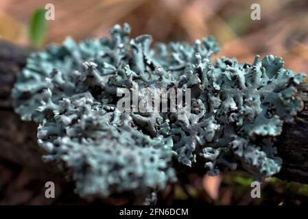 Lichene l'ipogimnia si presenta su un ramo di albero. Foto Stock