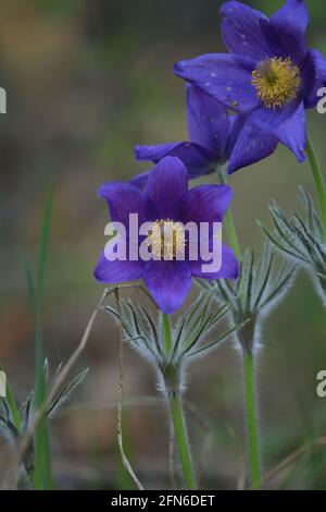 Polsatilla patens o pasqueflower orientale. Fiori porpora pelosi con centro giallo all'aperto primo piano in primavera. Fiori viola-gialli selvatici. Foto Stock