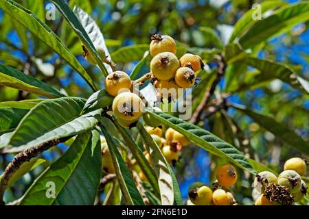 Frutti di lombo sull'albero (Eriobotrya japonica) Foto Stock