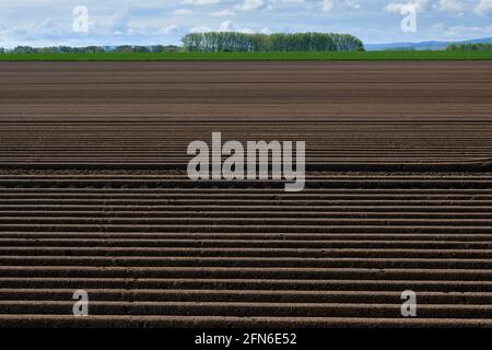 Campi di asparagi a Zuelpich Foto Stock