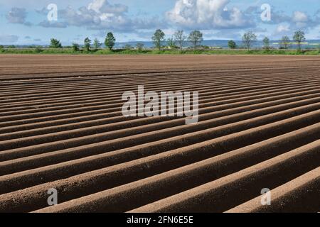 Campi di asparagi a Zuelpich Foto Stock