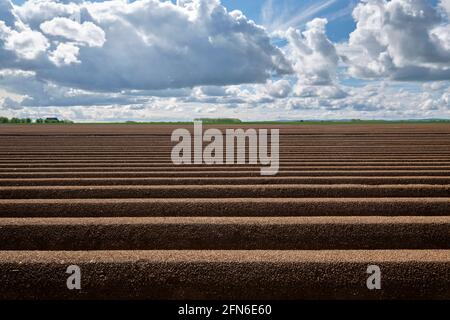 Campi di asparagi a Zuelpich Foto Stock