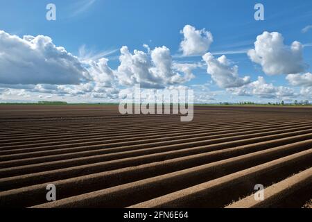 Campi di asparagi a Zuelpich Foto Stock