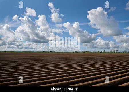 Campi di asparagi a Zuelpich Foto Stock