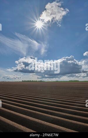 Campi di asparagi a Zuelpich Foto Stock