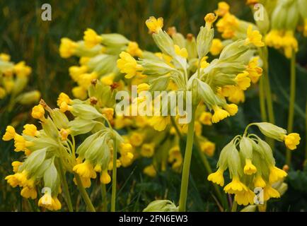 vivaci cowslips di primavera gialle che crescono selvaggi in prati aperti su Area di addestramento militare di Salisbury Plain Foto Stock