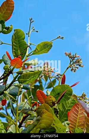 Foglie e fiori di cashew (Anacardium occidentale) Foto Stock