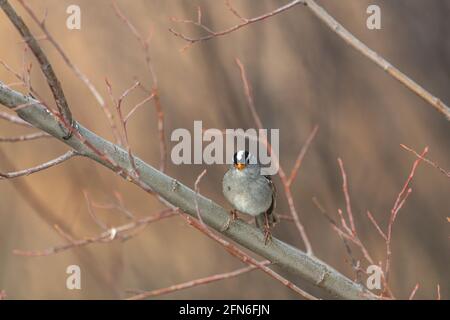 Un piccolo uccello di Chickadee grigio, marrone e bianco visto nella foresta boreale del Canada settentrionale durante la primavera. In piedi su rami in albero. Foto Stock