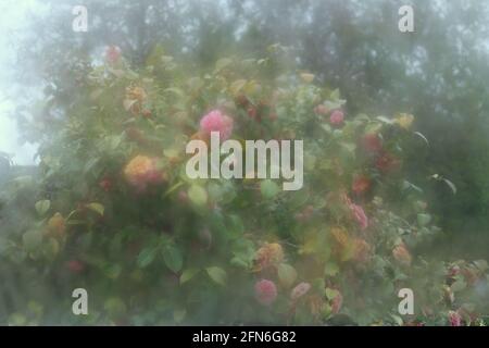 Fioritura Camellia visto attraverso la finestra di vetro di una serra, Regno Unito. Foto Stock