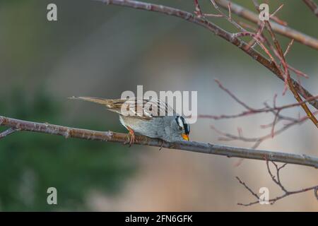 Un piccolo uccello di Chickadee grigio, marrone e bianco visto nella foresta boreale del Canada settentrionale durante la primavera. In piedi su rami in albero. Foto Stock