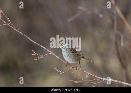 Un piccolo uccello di Chickadee grigio, marrone e bianco visto nella foresta boreale del Canada settentrionale durante la primavera. In piedi su rami in albero. Foto Stock