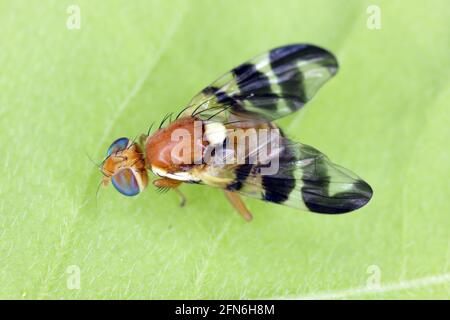 Mosca di buccia di noce (Rhagoletis completa) è specie di quarantena di tefritidi o mosche di frutta le cui larve danneggiano le noci. Foto Stock